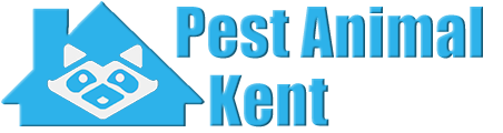 Kent Wildlife and Animal Removal